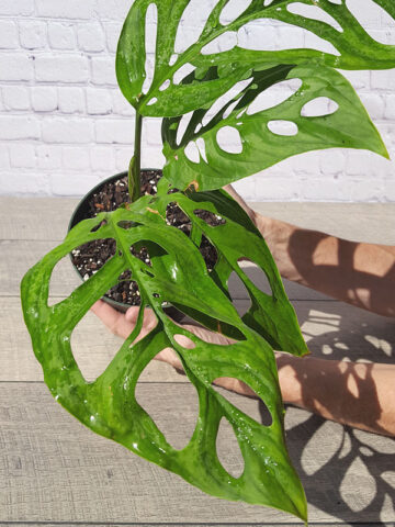 Alternative view of XL Monstera Epipremnoides Plant in 6” pot