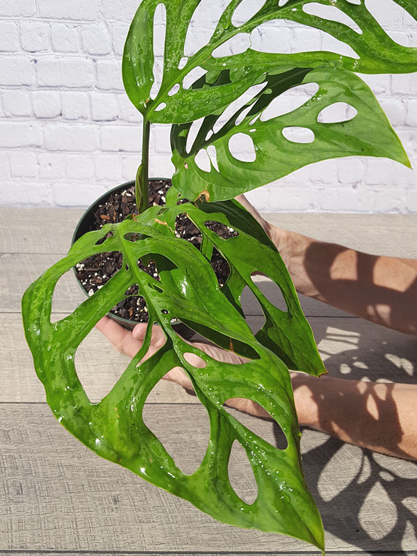 XL Monstera Epipremnoides Plant in 6” pot - Image 2