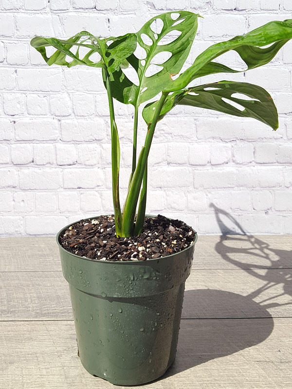 XL Monstera Epipremnoides Plant in 6” pot - Image 3