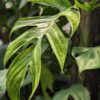 Monstera Glaucescens in 4" Round