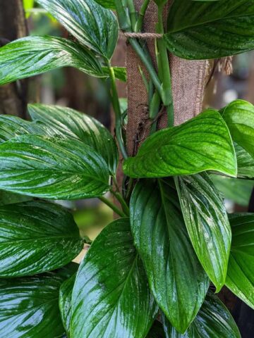 Alternative view of Monstera Ivan Norte Plant