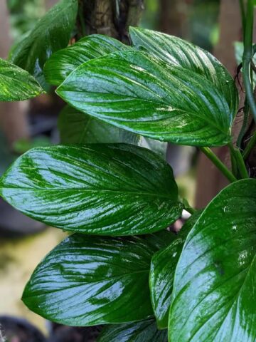 Monstera Ivan Norte Plant