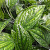 Monstera Karstenianum Plant