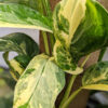 RARE Monstera Lechleriana Albovariegata Plant in 2" Square Pot