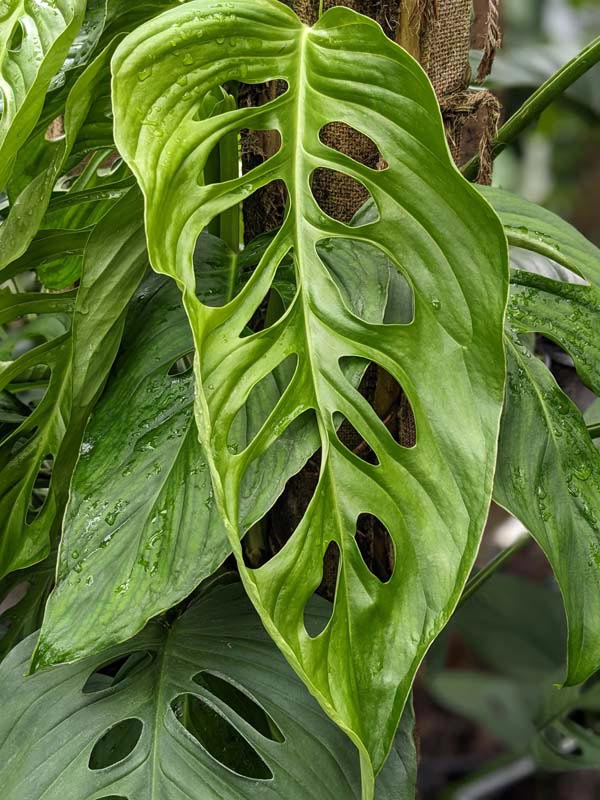 Monstera Lechleriana Schott Plant in 4" pot
