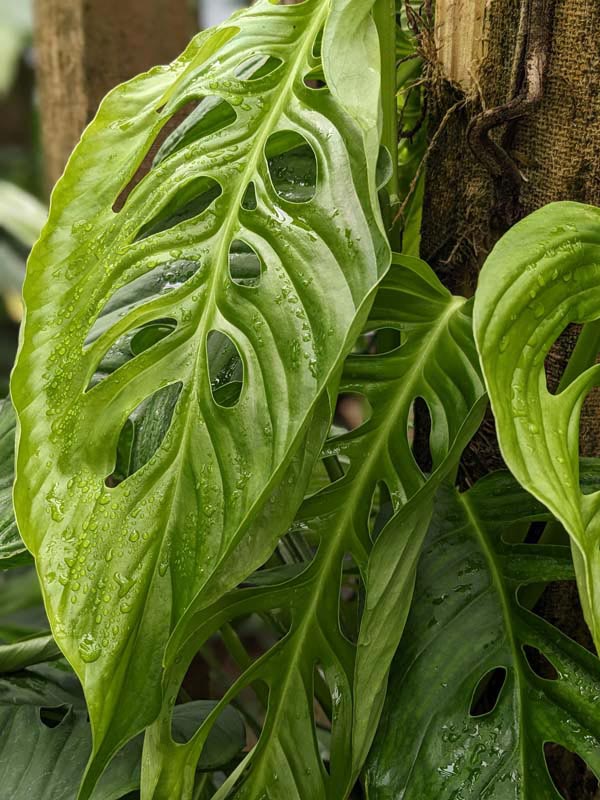 Monstera Lechleriana Schott Plant in 4" pot - Image 3