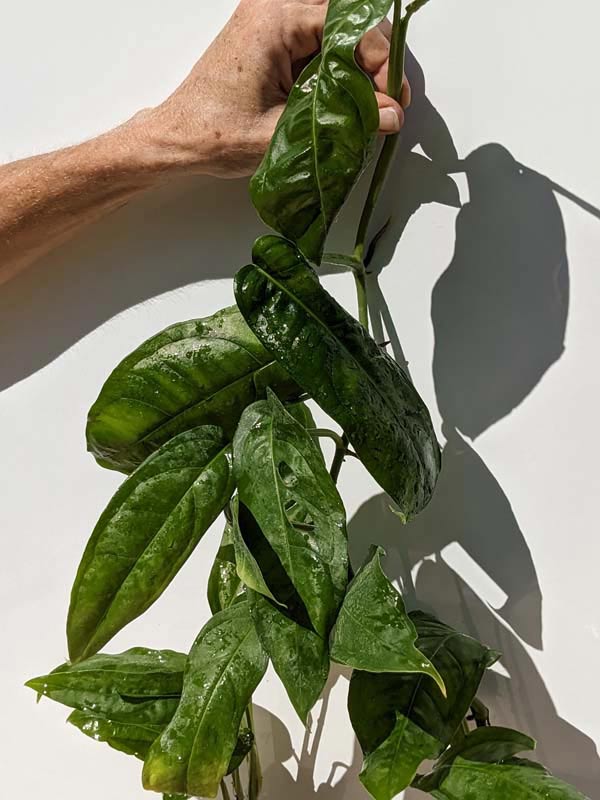 RARE Monstera Obliqua Amazonas (amazonas form) - Image 5