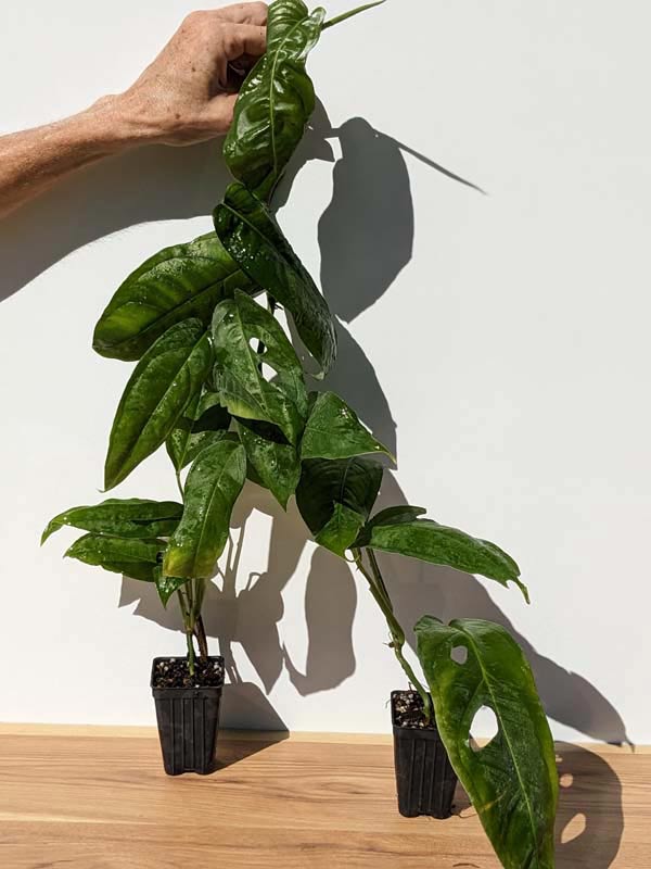 RARE Monstera Obliqua Amazonas (amazonas form) - Image 4