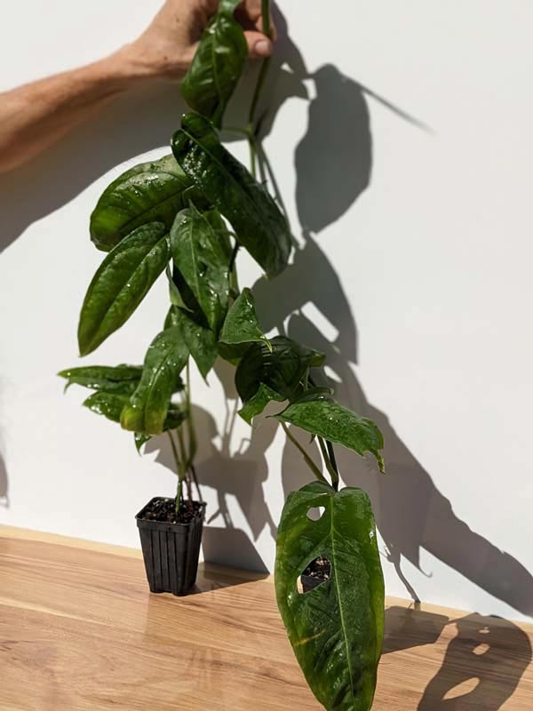 RARE Monstera Obliqua Amazonas (amazonas form) - Image 3