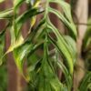 Monstera Obliqua cf Pangui Plant