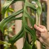 Monstera Obliqua Huanuco Peru Plant