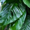 Monstera Obliqua Slovakia University