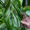 Monstera Obliqua cf Napo Plant