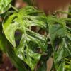 Monstera Obliqua Los Tayos Plant