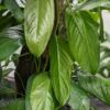 Monstera Obliqua Suriname (south paramaribo)