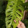 Monstera Obliqua Tena Plant