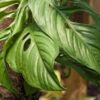 Monstera Obliqua cf Filamentous Peru Plant