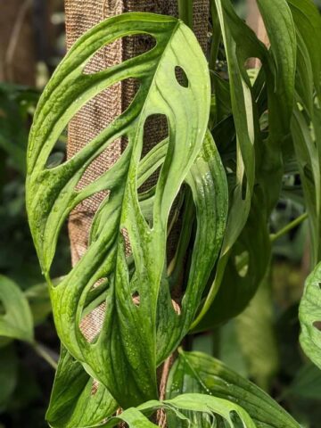 Alternative view of Monstera Obliqua Los Puentes