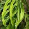 Monstera Obliqua Los Puentes