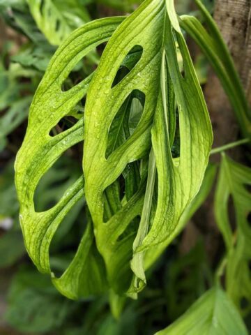 Monstera Obliqua Los Puentes