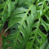 Monstera Obliqua Salitre in 4" Round