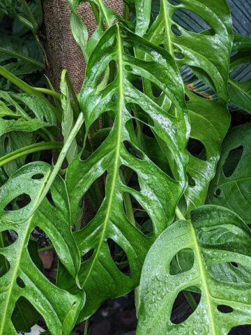 Alternative view of Monstera Obliqua Salitre (Tropical Ladder Plant)