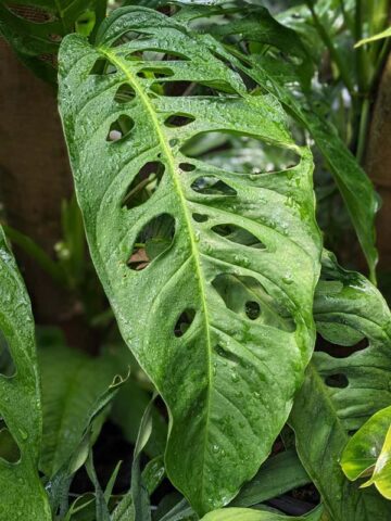 Monstera Obliqua Tarapoa