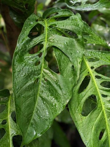 Alternative view of Monstera Obliqua Tarapoa