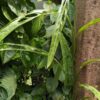 Monstera Obliqua Tiwintza Narrow Plant