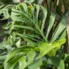 Monstera Pinnatipartita (juvenile form) in 3x2" Square Pot