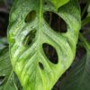 Monstera Praetermissa in 4" Round Pot