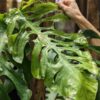 Lg. Monstera Punctulata