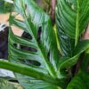 Monstera Radicans Plant