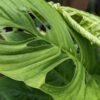 Lg. Monstera Radicans Plant