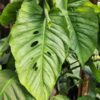 Monstera Siltepecana Silver Plant cv. El Salvador