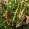 Monstera Spruceana Juvenile Form