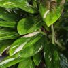 Fast Growing Monstera Standleyana Albo Variegata (COBRA) Plant in 2x3″ pot