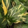 Monstera Standleyana Aura Plant