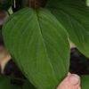 Monstera Velvet Peru Plant