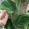Lg Monstera Velvet Peru Plant