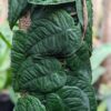 Giant Monstera Velvet Shingle Tuberculata Plant On Totem in 4” pot