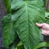 Lg. Giant Velvet Shingle Monstera cf Tuberculata