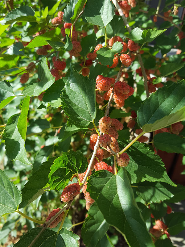 PROLIFIC - Dwarf Everbearing Black Mulberry Tree (morus nigra) - Image 3