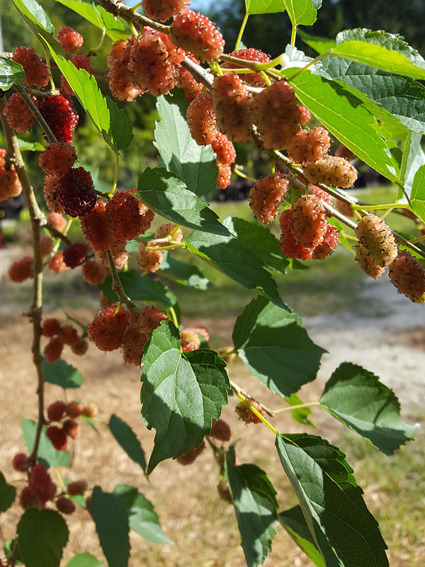 PROLIFIC - Dwarf Everbearing Black Mulberry Tree (morus nigra) - Image 5