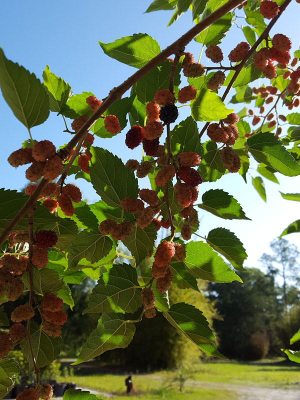 PROLIFIC - Dwarf Everbearing Black Mulberry Tree (morus nigra)