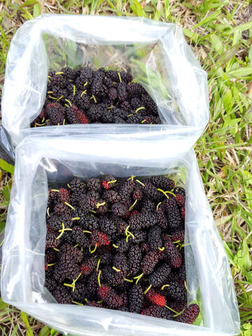 Alternative view of PROLIFIC - Dwarf Everbearing Black Mulberry Tree (morus nigra)