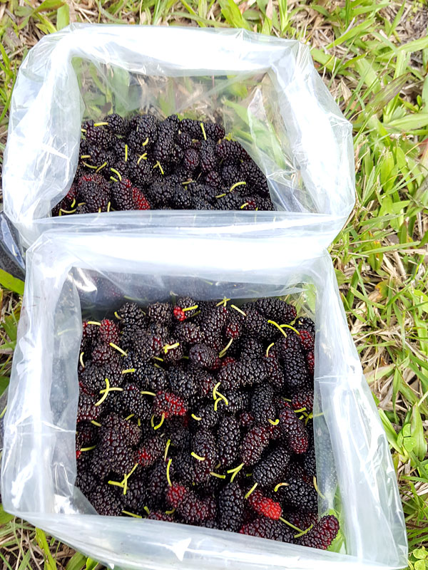 PROLIFIC - Dwarf Everbearing Black Mulberry Tree (morus nigra) - Image 2