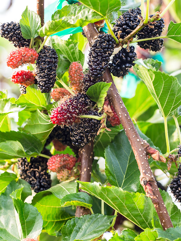 PROLIFIC - Dwarf Everbearing Black Mulberry Tree (morus nigra) - Image 4
