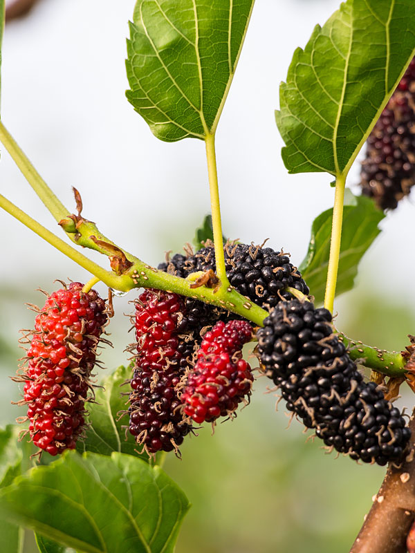 High Yield - Giant Sweet Southern Black Mulberry Tree (morus nigra)
