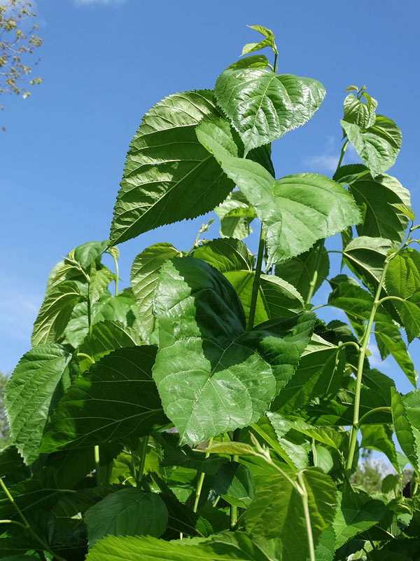 High Yield - Giant Sweet Southern Black Mulberry Tree (morus nigra) - Image 4
